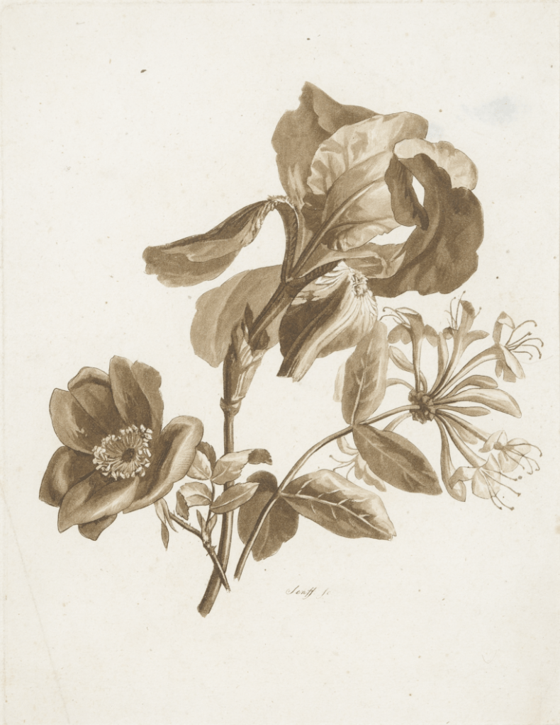 Karl August Senff. Joonistamise näidisleht iirise, lõhnava kuslapuu ja kibuvitsaga.