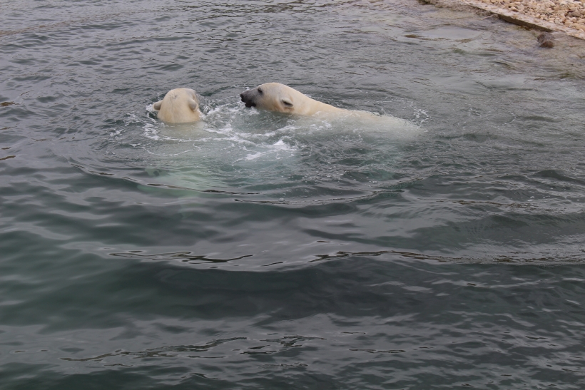 Tallinna Loomaaias. Foto: Kumu hariduskeskus