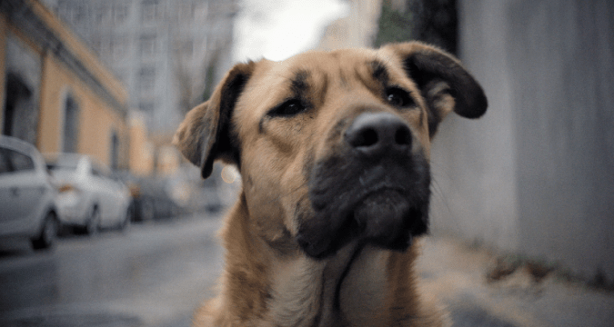 VISUAAL 8_KumuDok_Stray-01